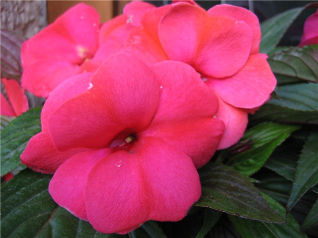 vodenika (impatiens)